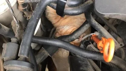Üşüyen Kedi, Otomobilin Motoruna Girdi