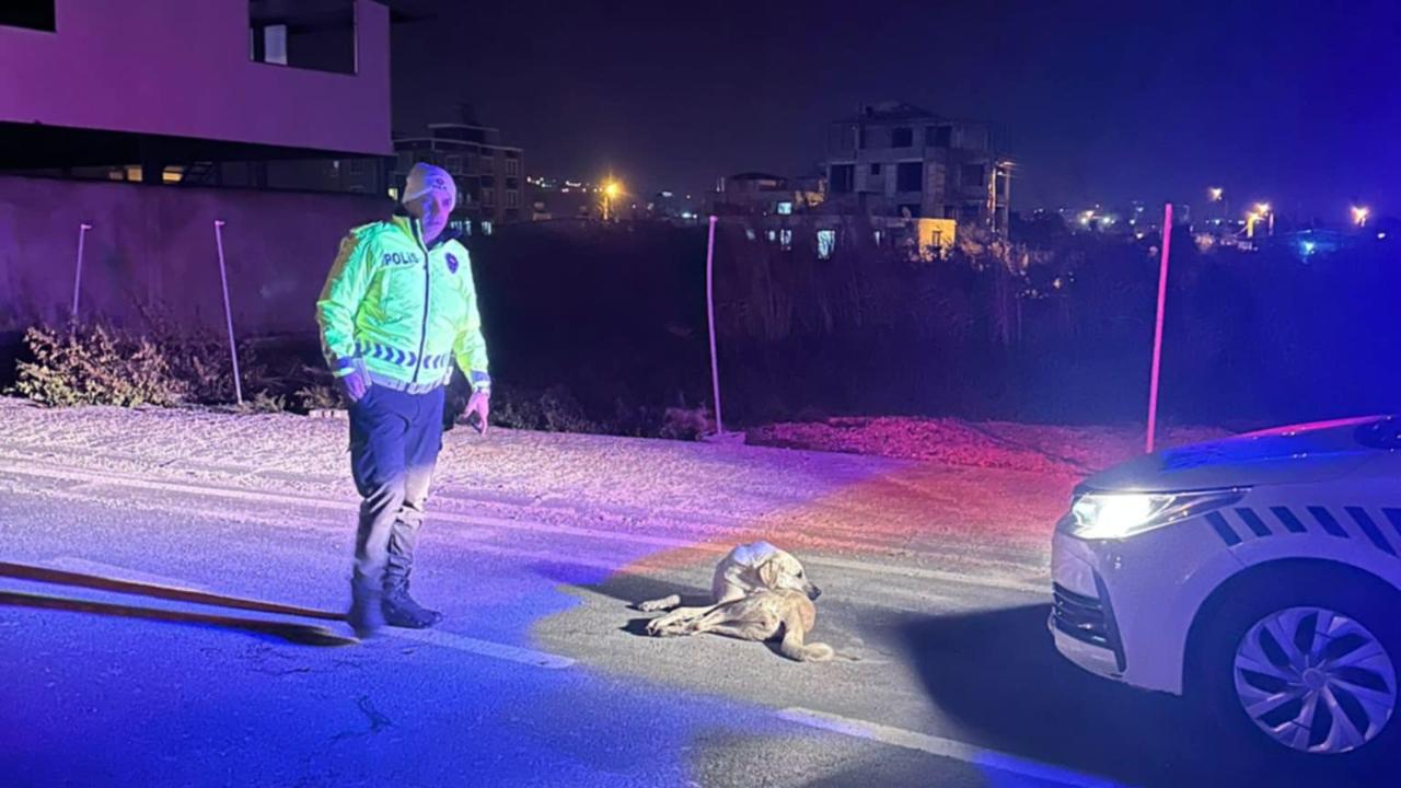 Yaralı Köpek Barınağa Götürüldü