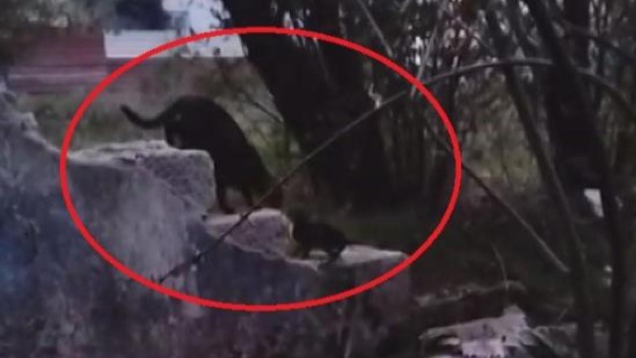 Yavru Kedi, Annesine Teslim Edildi