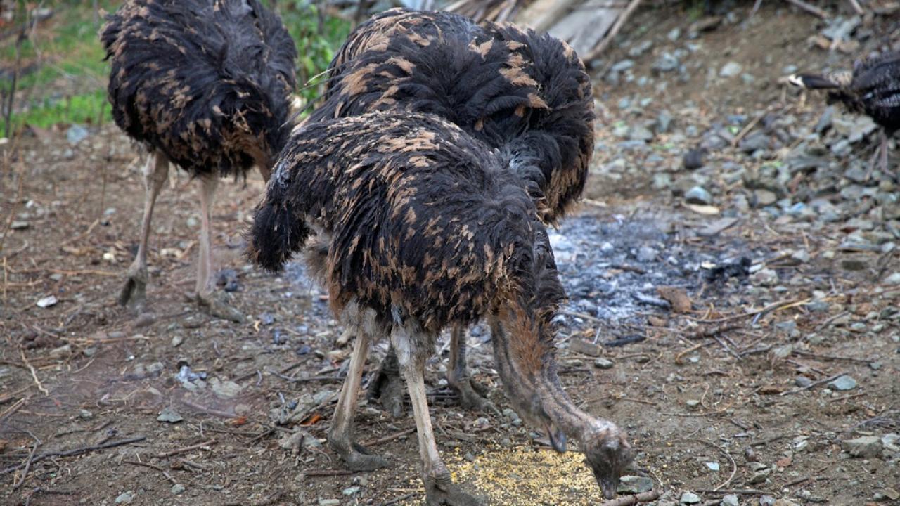 Arkadaşının hediyesiyle başladı, deve kuşu yetiştiriciliğini sürdürmek istiyor