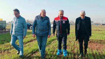 Buğday Tarlalarında Yerinde İnceleme