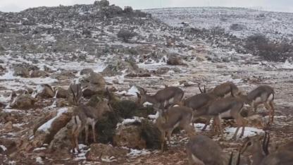 Dağ Ceylanlarının Kar Keyfi