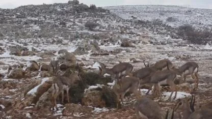Dağ Ceylanlarının Kar Keyfi