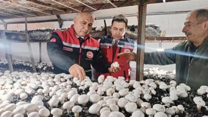 Defne’de Kültür Mantarı Üretimine Yakın Takip