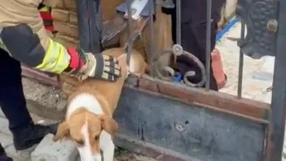 Demir Korkuluklara Sıkışan Köpek İtfaiye Ekiplerince Kurtarıldı