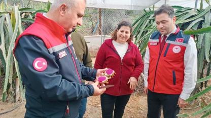 Ejder Meyvesi Üretimi Sahada İncelendi