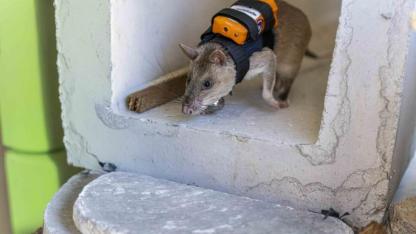 FARELER ENKAZ ALTINA İNECEK