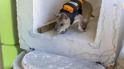 FARELER ENKAZ ALTINA İNECEK