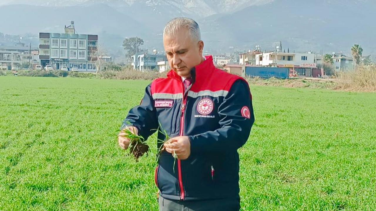 Hatay’da Buğday Tarlalarında Yerinde Denetim