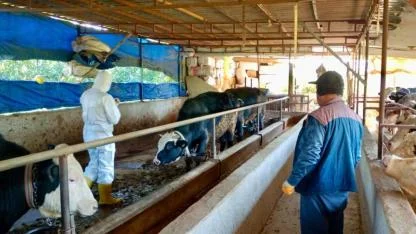 Hatay’da Şap Aşılaması Aralıksız Sürüyor