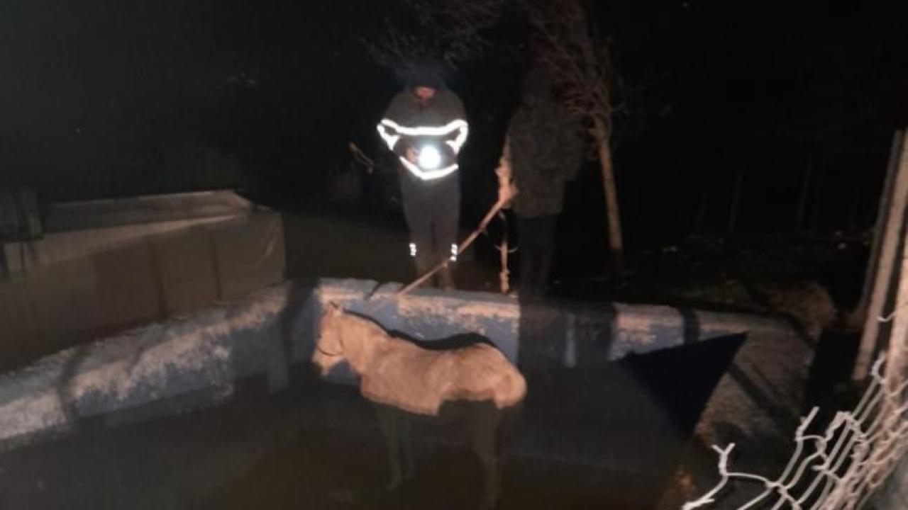 Havuza Düşen Atı İtfaiyeciler Kurtardı