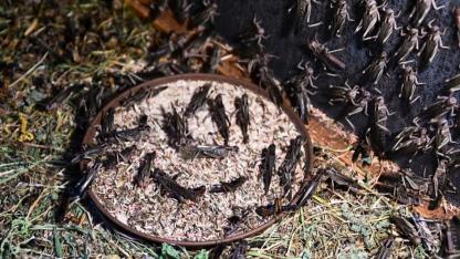 Hem etçil hayvanlar hem de bilim için böcek üretiyor