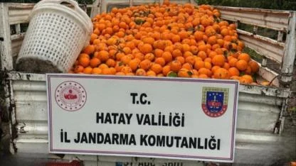 Jandarma Portakal Hırsızlarını Suçüstü Yakaladı