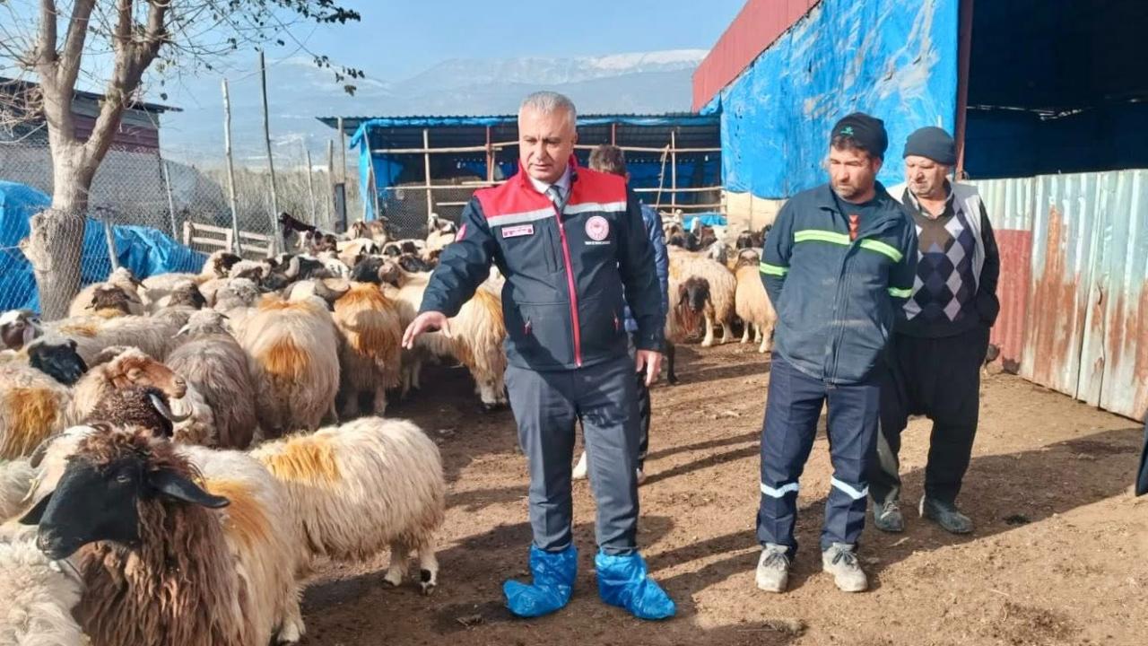 Kırıkhan’da Küçükbaş Yetiştiricilerine Yerinde Destek