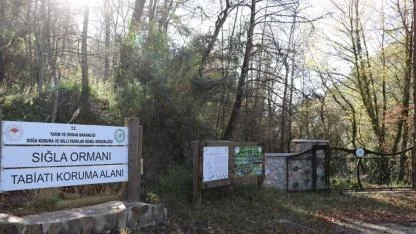 Koruma altındaki sığla ormanının güzellikleri tekne turuyla keşfediliyor