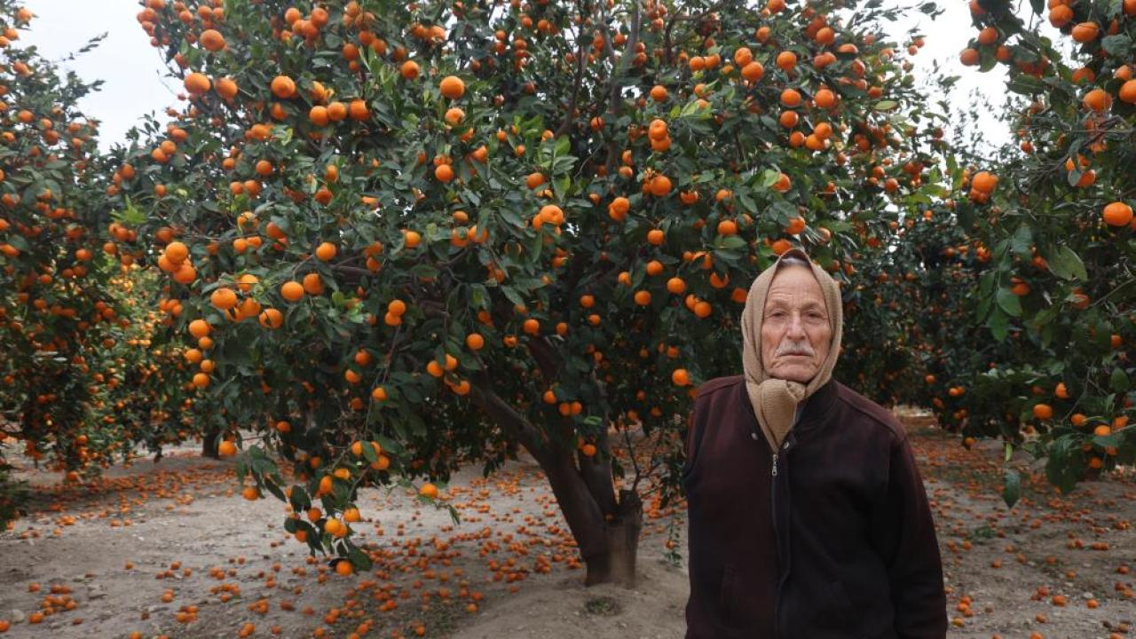 Mandalinalar Dalda Kaldı