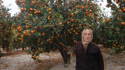 Mandalinalar Dalda Kaldı