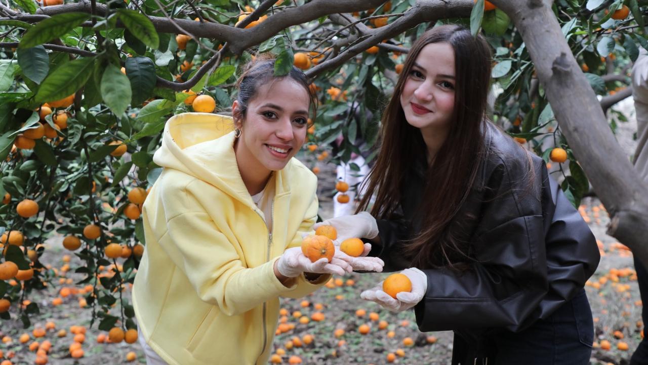 Mandalinalar İhtiyaç Sahiplerine Ücretsiz Dağıtılıyor