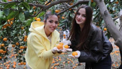 Mandalinalar İhtiyaç Sahiplerine Ücretsiz Dağıtılıyor