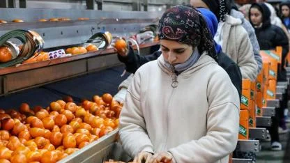 Narenciye ihracatı 2025'te Türkiye'ye 1 milyar 477 milyon 58 bin dolar kazandırdı