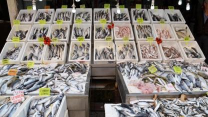 Ocak Ayında Balık Bolluğu