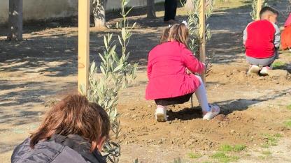 Okul Bahçeleri Zeytin Bahçelerine Dönüşüyor