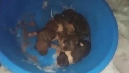 Soğukta Kalan Yavru Köpekler Kurtarıldı