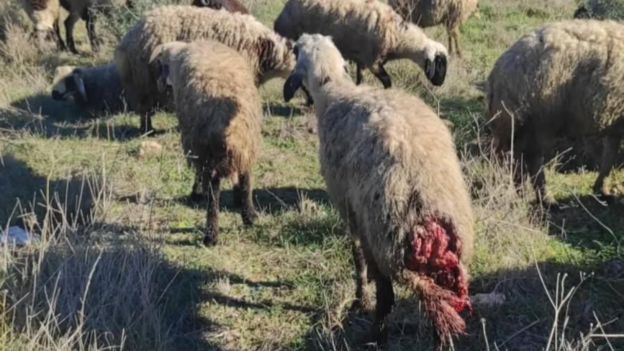 Sürünün Üçte İkisi Telef Oldu!