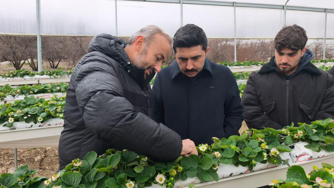 YAYLADAĞI’NDA ÇİLEK ÜRETİMİ SÜRÜYOR