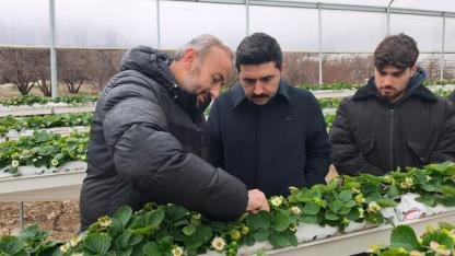 YAYLADAĞI’NDA ÇİLEK ÜRETİMİ SÜRÜYOR