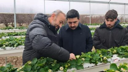 YAYLADAĞI’NDA ÇİLEK ÜRETİMİ SÜRÜYOR